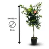 Mandarinier satsuma - agrume méditerranéen - arbre fruitier Voir les images du produit 3