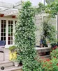 A lush green climbing plant with white flowers is showcased in a garden setting, climbing up a wooden pergola. Outdoor furniture and other potted plants are visible in the background, suggesting a patio or backyard environment. Anteprima dell’immagine prodotto