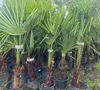 XXL Palme winterhart Lieferhöhe ca.: 140 - 160 cm Produktbild-Vorschau 3