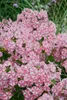 Phlox paniculata 'Peppermint Twist', Flammenblume, Produktbild-Vorschau 3
