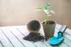 A small plant seedling in a pot, with soil and gardening tools on a wooden surface. Produktbild-Vorschau