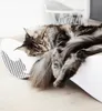 MyKotty Katzen-Kratzmöbel VIGO 71 x 25 x 21 cm Weiß 3084 Produktbild-Vorschau 18