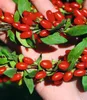 BALDUR Garten 1x Goji 'Sweet Lifeberry®', Pflanze im 9x9 Produktbild-Vorschau 2
