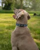 lionto Hundehalsband reflektierend, gepolstert & Produktbild-Vorschau 2