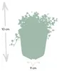 Bodendecker - Blauer Bubikopf - Isotoma fluviatilis - 9cm Produktbild-Vorschau 3