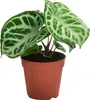 Dehner Herzblattblume, Anthurium crystallinum, Silver Produktbild-Vorschau 1