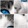 Bilder auf glas - Katze Tiere blaue Augen - 60x60cm - Produktbild-Vorschau 8
