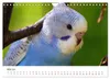 Wellensittiche - der NEUE Kalender (Wandkalender 2027 DIN Produktbild-Vorschau 8