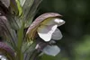 Acanthus hungaricus, Bärenklau, ca. 9x9 cm Topf, dekorativ Produktbild-Vorschau 4