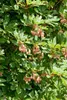 Glockenstrauch (Enkianthus campanulatus), wysokość 60-80 Podgląd zdjęcia produktu 14