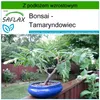 SAFLAX - Bonsai - Tamaryndowiec - 4 Nasiona - Z podłożem Podgląd zdjęcia produktu 5