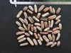 Datlovník (Phoenix dactylifera)  – 10 semen Náhled obrázku produktu 4