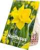 Bloomique - 15er-Mix - Narcissus Dutch Master - große gelbe Produktbild-Vorschau 1