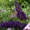 Buddleja Black Knight - Butterfly Bush/Summer Lilac - Podgląd zdjęcia produktu 4