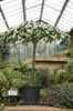 Amorofalus tytanowy (Amorphophallus titanum)  – 1 Podgląd zdjęcia produktu 3