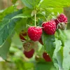 Lampone Rosso d'Autunno 2L Anteprima dell’immagine prodotto 6