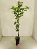 A young tree in a black pot, supported by a wooden stake, against a plain background. Náhľad obrázku produktu