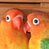Dekofigur Wandfigur Lovebirds Vögel Produktbild-Vorschau 4