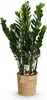 Zamioculcas 80 - 90cm, šírka 21cm, s košíkom, cisticka Náhľad obrázku produktu 1