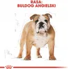 Royal Canin Bulldog Adult 12kg Produktbild-Vorschau 2