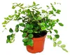Zimmerpflanzen Set mit 3 Pflanzen - Typ 2 - 9cm Produktbild-Vorschau 4