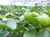 Grünwaren: echter Zitronenbaum 50 - 70 cm Zitrone Citrus Produktbild-Vorschau 5