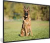 MuchoWow® Gerahmtes Poster Deutscher Schäferhund sitzt in Produktbild-Vorschau 1