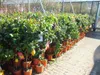 Oferta prawdziwe drzewko cytrynowe 100-130 cm cytryna Podgląd zdjęcia produktu 4