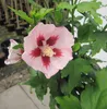 Hochstamm Garteneibisch Hamabo - Hibiscus syriacus - Stamm Produktbild-Vorschau 3