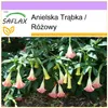 SAFLAX - Anielska Trąbka / Różowy - 10 Nasiona - Brugmansia Podgląd zdjęcia produktu 5