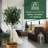 Meine Orangerie Olivenbaum Grande - echter Olivenbaum - 90 Produktbild-Vorschau 5