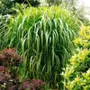 Stauden Gänge 1 x Miscanthus x giganteus im 1 Liter Topf - Produktbild-Vorschau 4