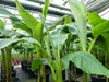 Bananenstaude als 3er Gruppe  Banane Musa Basjoo 220 cm Produktbild-Vorschau 2