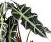 Dehner Pfeilblatt Polly, Alocasia amazonica, markante Produktbild-Vorschau 2
