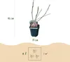 Tulpen-Magnolie Magnolia Soulangiana - Strauch/Baum - Produktbild-Vorschau 4