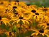 A close-up view of a field of yellow flowers with black centers. Produktbild-Vorschau