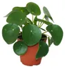 Pilea peperomioides - Glückstaler - Chinesischer Geldbaum - Produktbild-Vorschau 1