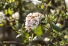 Viburnum burkwoodii, Duft-Schneeball, immergrün, 60–80 cm Produktbild-Vorschau 8