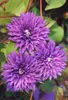 Clematis Hybride 'Multi Blue', Clematis, blau, 80–100 cm Produktbild-Vorschau 5