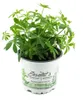 Enseleits Waldmeister, Galium odoratum, frische  Produktbild-Vorschau 1