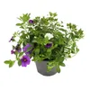 Magic bell - Mini wiszaca petunia - Calibrachoa - Doniczka Podgląd zdjęcia produktu 3