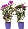 Bougainville - 2 Stk - Bougainvillea 'Alexandra' - Höhe Produktbild-Vorschau 1