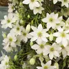 Clematis Early Sensation - zimozielona, wieloletnia i Podgląd zdjęcia produktu 2