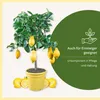 Meine Orangerie Zitronenbaum Mezzo - echte Zitrone - Produktbild-Vorschau 5