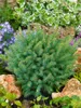 Picea glauca 'Echiniformis', Zwergfichte, kompakt, 20–25 cm Produktbild-Vorschau 13