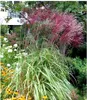 Stauden Gänge 1 x Miscanthus sinensis 'Ferner Osten' im 1 Produktbild-Vorschau 2