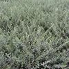 2 x Salice delle sabbie - Salix repens nitida | 30-40 cm in Anteprima dell’immagine prodotto 1