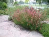 Stauden Gänge 3 x Gaura lindheimeri 'Siskiyou Pink‘ - Produktbild-Vorschau 2