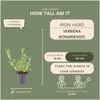 Plants by Frank | 12 Eisenkraut Pflanzen | Verbena Produktbild-Vorschau 4