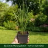 Stauden Gänge 3 x Panicum virgatum 'Northwind' im 1 Liter Produktbild-Vorschau 4